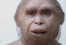 Restos remontan origen de «hobbit» a unos 700.000 años