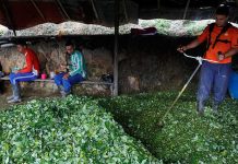 ONU: Colombia, principal productor de cocaína del mundo