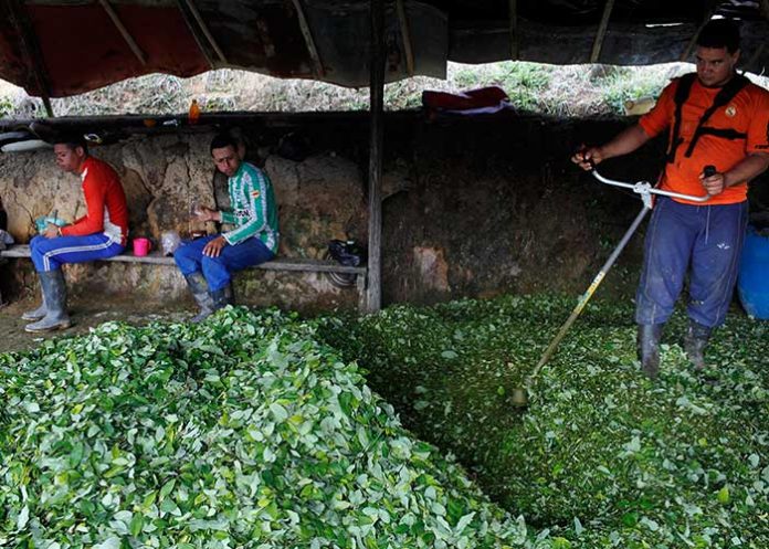 Hoja