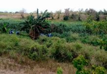 honduras, autoridades, cuerpo, reconocimiento, fallecidos, hombres,