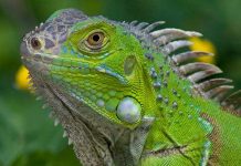 Islas Caimán lanza programa para reducir población de iguanas verdes