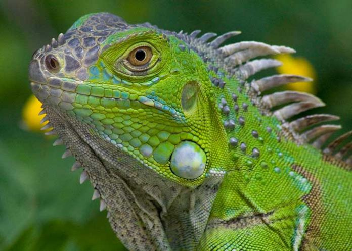 Iguana