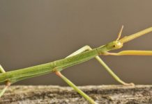 China: El insecto más largo del mundo es un fásmido