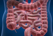 Hallan intestinos humanos en equipaje en Austria