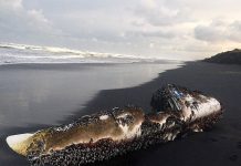 Kayak viaja solo de Australia a Nueva Zelanda