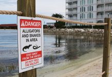 Florida: Amonestan a bomberos por alimentar a lagartos