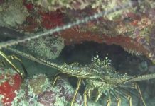 Centroamérica impone veda para proteger langosta del Caribe
