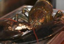 Muere la centenaria langosta ‘Larry’, tras salvarse de acabar cocinada