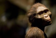 Australopithecus Lucy murió «al caer de un árbol»