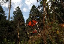 Tormentas en México dañan hábitat de la mariposa monarca