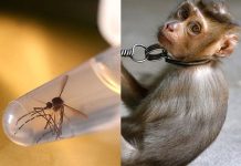 Vacunas experimentales para zika dan resultados positivos en monos