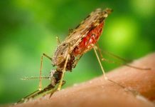 Paraguay reporta 10 enfermos de malaria importada