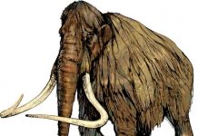 Los últimos mamuts de Alaska murieron de sed