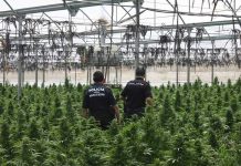 Descubren gran plantación de marihuana en Murcia, España