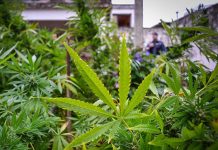Incautan unas 1,8 toneladas de marihuana en noroeste de Colombia