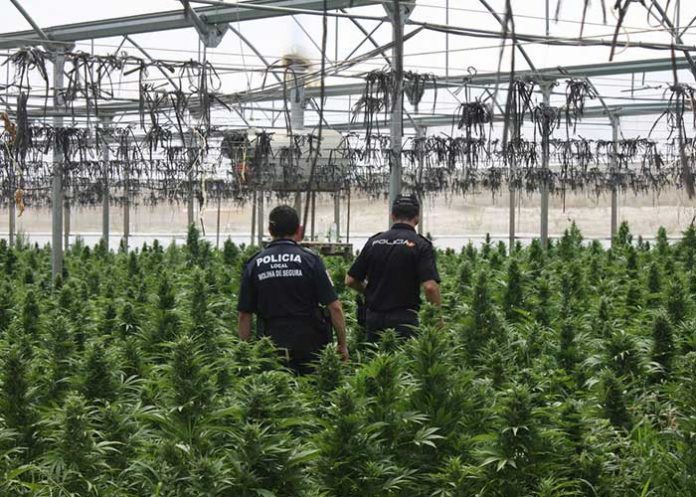 Marihuana
