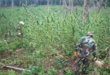 Destruyen 98 hectáreas de cultivos de marihuana en Paraguay