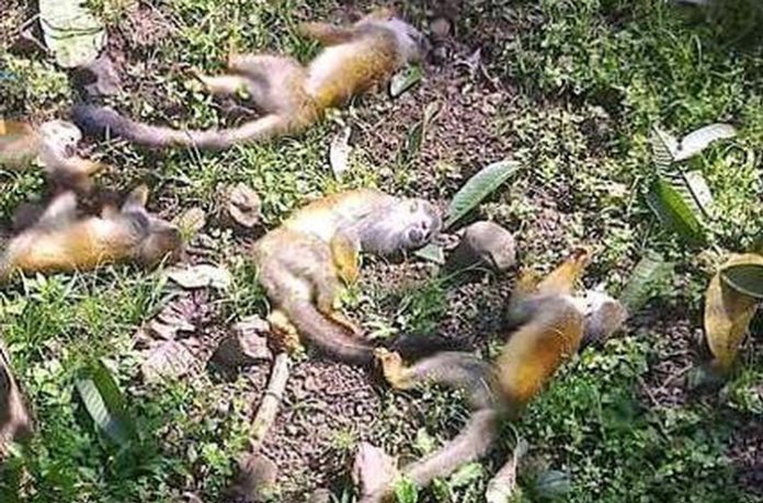 Monos-Costa-Rica