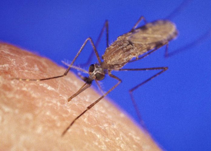 Mosquito