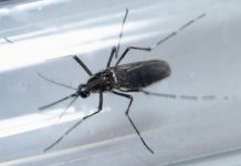 Zika y dengue «amenazas inmediatas» en Ecuador