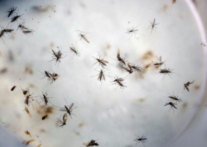 Mosquito