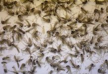 Identifican a segundo mosquito transmisor de zika