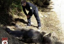 Matan de un disparo a un oso pardo en España