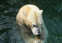Osos polares se quedan sin hielo en el Ártico