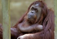 Muere orangutana de 34 años en zoo de Columbus, Ohio