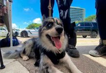 estados unidos, miami, oreo, perro, busqueda, supervivientes, derrumbe, edificio,