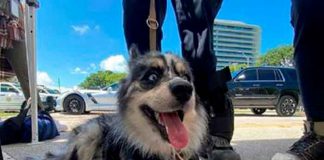 estados unidos, miami, oreo, perro, busqueda, supervivientes, derrumbe, edificio,