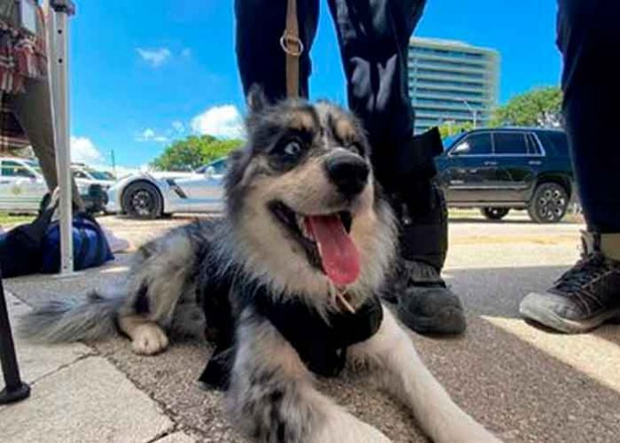 estados unidos, miami, oreo, perro, busqueda, supervivientes, derrumbe, edificio,