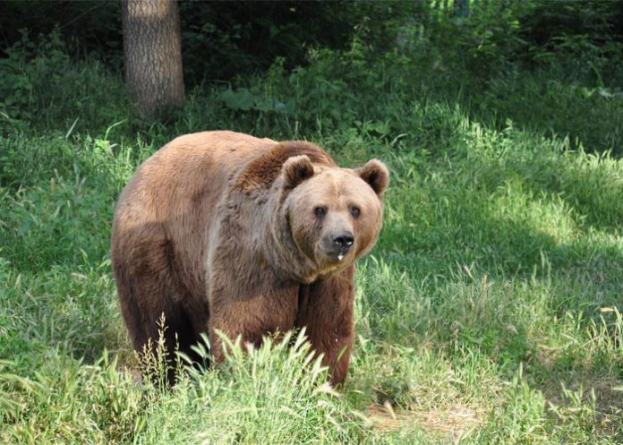 Oso