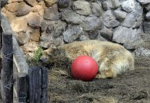 Muere Arturo, el último oso polar de Argentina