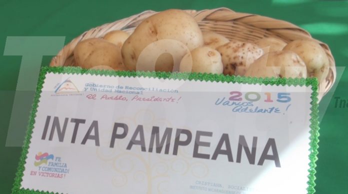 Pampeana