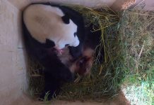 Una panda da a luz mellizos en un zoológico de Viena