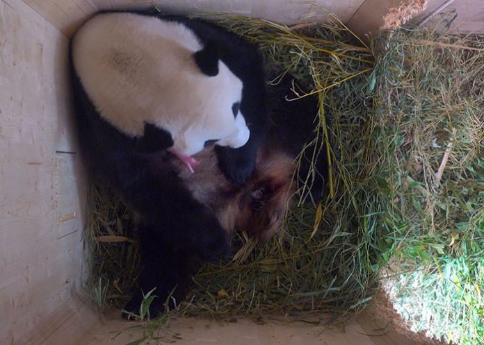 Panda