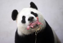 Osa panda da a luz en Bélgica