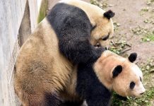 Panda chino nacido en EEUU da paso hacia la paternidad