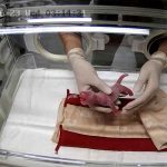 tokio, zoologico, panda, da a luz, crias, videos,