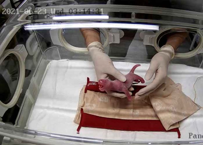 tokio, zoologico, panda, da a luz, crias, videos,