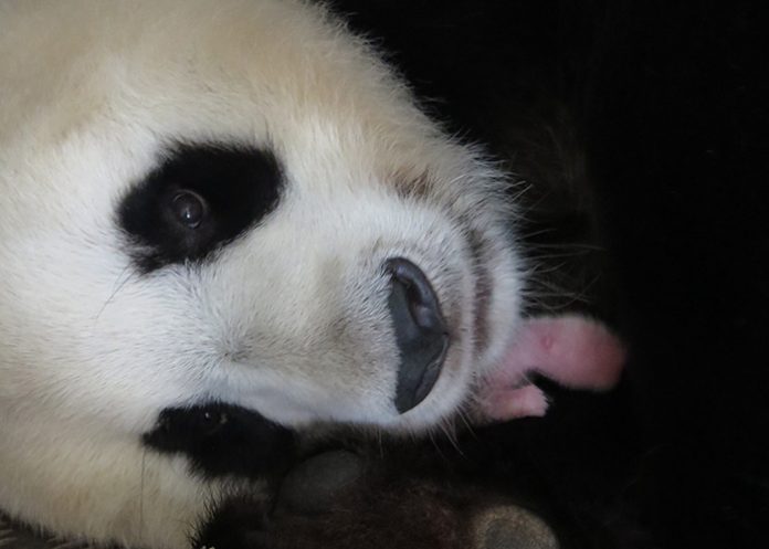 Panda1