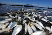 Hallan miles de peces muertos en bahía de Río de Janeiro