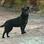 bolivia, secuestro, niña, ayuda, perro, autoridades,