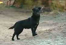 Bolivia: Niña se salva de ser secuestrada gracias a su perro bolivia, secuestro, niña, ayuda, perro, autoridades,