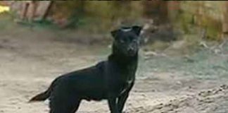 bolivia, secuestro, niña, ayuda, perro, autoridades,