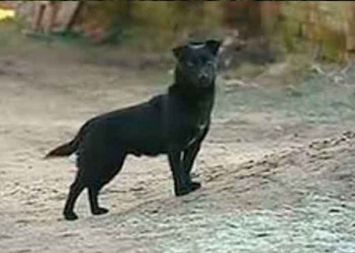 Perrito bolivia, secuestro, niña, ayuda, perro, autoridades,