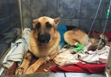 EEUU: Perro salva a niña de ataque de cascabel