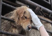 Incautan más de 50 perros de una casa en Michigan