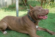 Argentina: 8 años de cárcel para dueño de pitbull que mató a niño